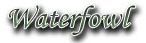 Waterfowl hunting information