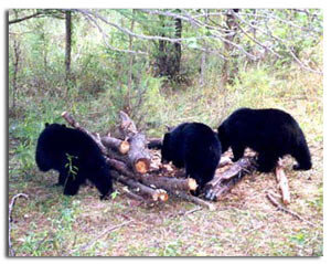 Just a few of the many black bears wandering around